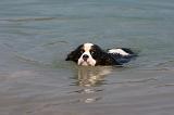 CAVALIER KING CHARLES 642
